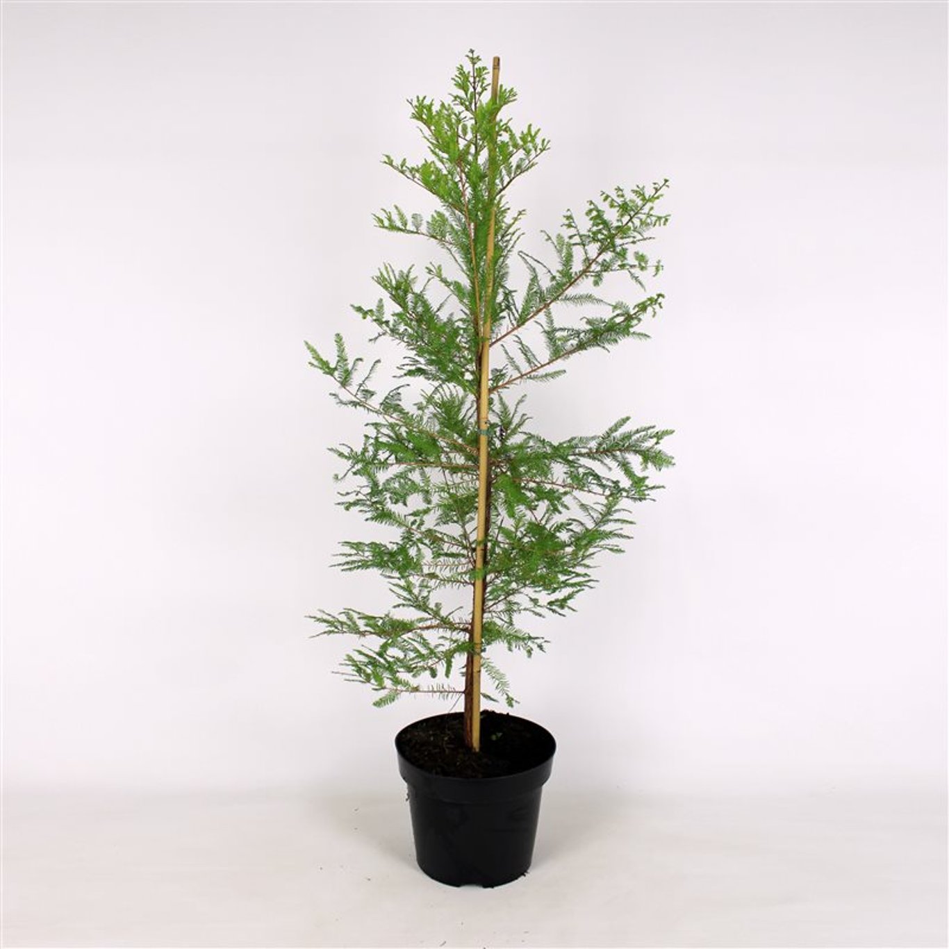 Taxodium distichum - C2 100-125 CM